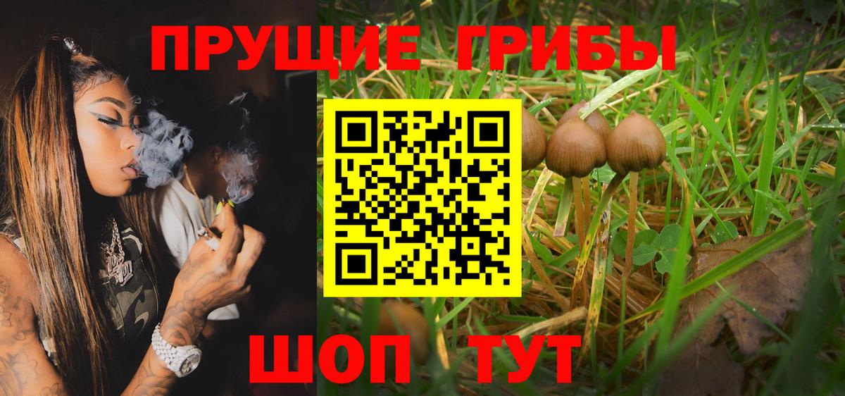 Галлюциногенные грибы Psilocybe Надым